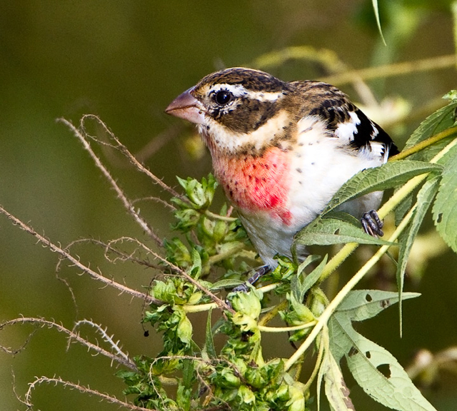 Rose-breasted Grosbeaks